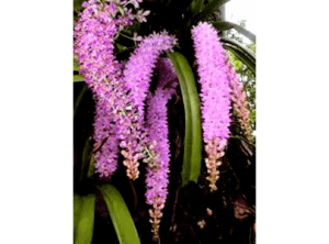 Hoa lan rừng - Aerides foxtail