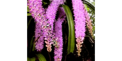 Hoa lan rừng - Aerides foxtail
