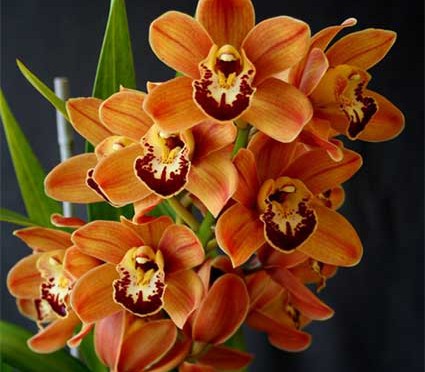 CÁCH TRỒNG LAN CYMBIDIUM