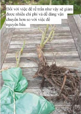 Hướng dẫn trồng hoa hồng