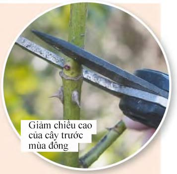 Hướng dẫn trồng hoa hồng