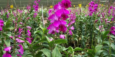 Kỹ thuật trồng lan Dendrobium