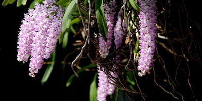 Aerides foxtail
