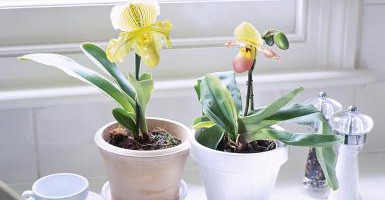 Hướng dẫn trồng hoa lan