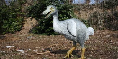 chim dodo.