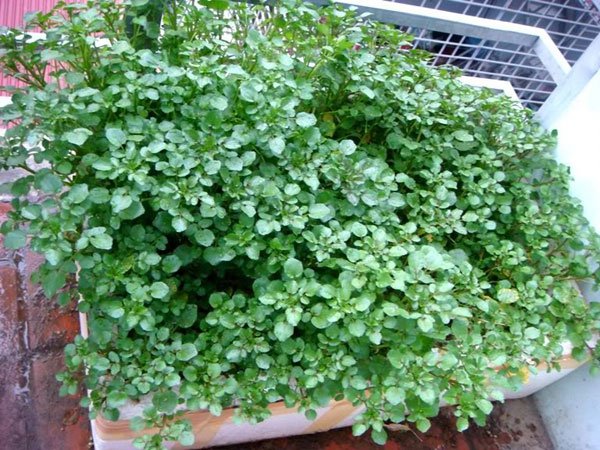 Kỹ thuật trồng cải xoong rất đơn giản.