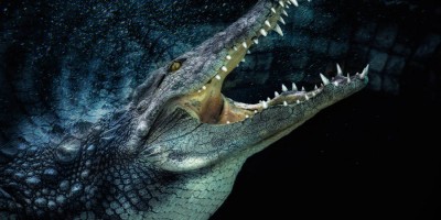 Cá sấu - Một trong những loài động vật hoang dã.