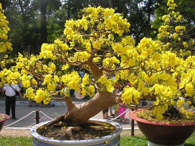 Làm thế nào để hoa mai nở đúng tết.